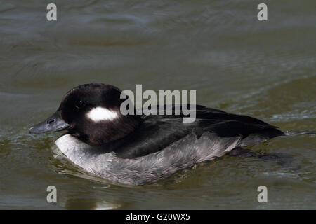 Bufflehead [femmina] (Bucephala albeola) Foto Stock