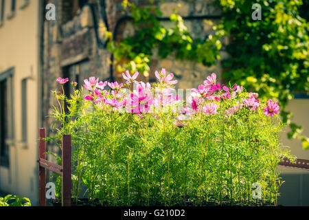 Blooming cosmos fiori su una strada della città sullo sfondo Foto Stock