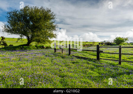 Albero solitario sul prato selvatico con bluebells e antica recinzione in legno in rural Devon Foto Stock