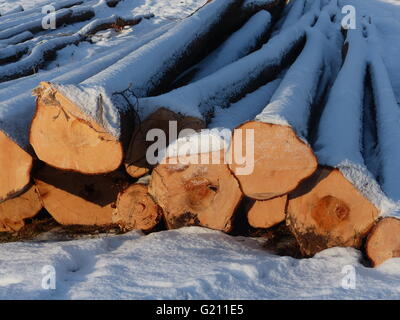 Repubblica ceca, Poldovka. Log di fresco abete abbattuto gli alberi coperti di neve Foto Stock