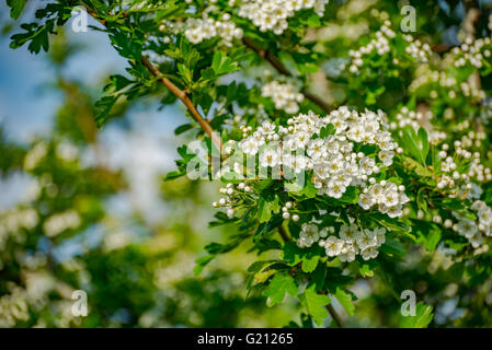 Magica primavera floreale ramo di ciliegio con fiori di fioritura Foto Stock