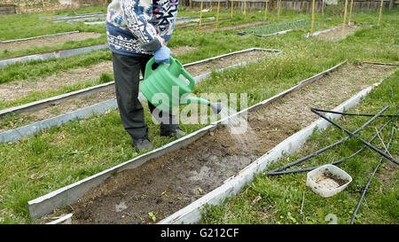 Senior uomo anziano acque un letto orto Foto Stock