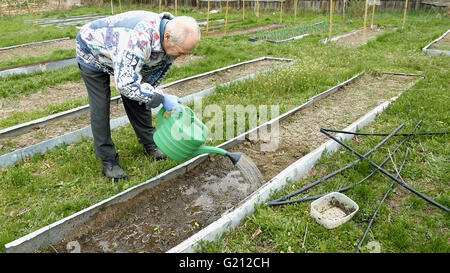 Senior uomo anziano acque un letto orto Foto Stock