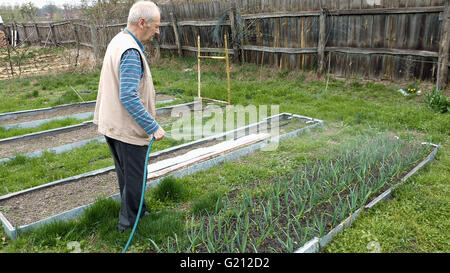 Senior uomo anziano acque un letto orto Foto Stock