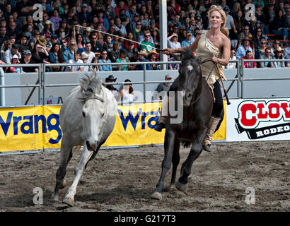 Surrey, Canada. 21 Maggio, 2016. Un cavallo trainer esegue un cavallo trucco durante il Rodeo Cloverdale nel Surrey, Canada, 21 maggio 2016. Più di 95 i cowboys e cowgirls giocato la loro abilità di equitazione al settantesimo Cloverdale Rodeo nel Surrey, Canada. Cloverdale Rodeo è uno dei più grandi e più lunga di rodeo evento in Nord America. Credito: Andrew Soong/Xinhua/Alamy Live News Foto Stock