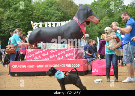 Alexandra Palace di Londra, Regno Unito. Il 22 maggio 2016. La RSPCA Big Walkies, fund raising evento in Alexandra Palace, Foto Stock