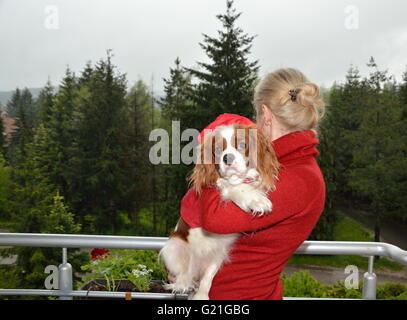 Bella Cavalier King Charles Spaniel (Blenheim) vestita in rosso impermeabile, in donna di bracci, con alberi di conifere in background Foto Stock