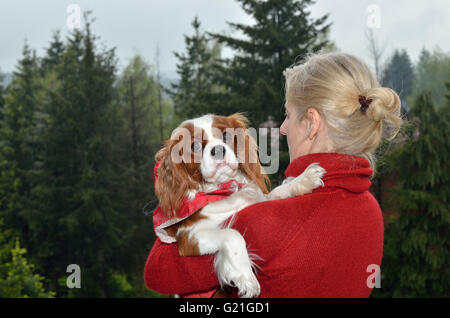 Bella Cavalier King Charles Spaniel (Blenheim) vestita in rosso impermeabile, Foto Stock