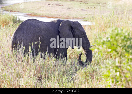 Savana Africana elephant Loxodonta africana Parco Nazionale Kruger Sud Africa Foto Stock