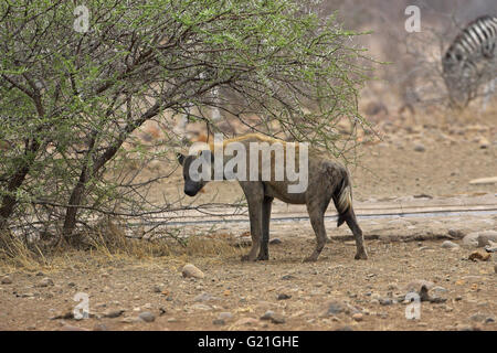 Spotted hyaena Crocuta crocuta Parco Nazionale Kruger Sud Africa Foto Stock