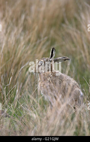 Brown lepre Lepus capensis Scozia Scotland Foto Stock