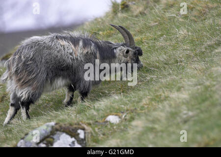 Feral capra Valle Findhorn in Scozia Foto Stock