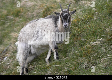 Feral capra Valle Findhorn in Scozia Foto Stock