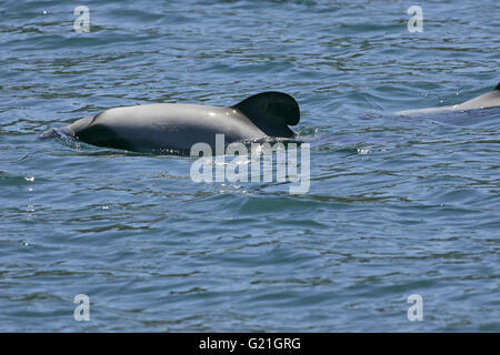 Hector i delfini Cephalorhynchus hectori Queen Charlotte Sound Nuova Zelanda Foto Stock