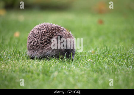 Unione riccio Erinaceus europaeus youngster sul prato Hampshire Inghilterra Foto Stock