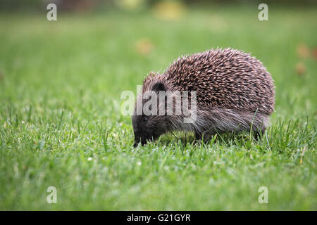 Unione riccio Erinaceus europaeus youngster sul prato Hampshire Inghilterra Foto Stock