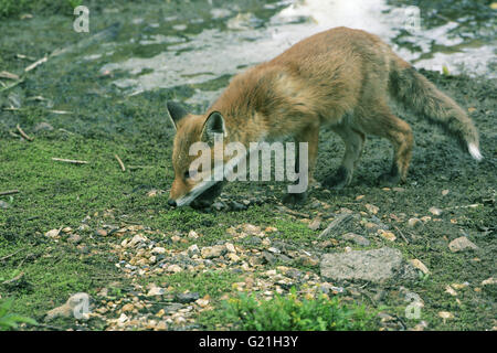 La volpe rossa vulpes vulpes cub alla ricerca di cibo Foto Stock