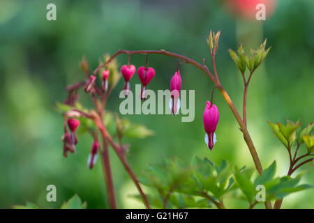 Fiori di colore rosa su un ramo in un giardino vicino fino Foto Stock