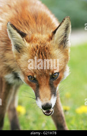 La volpe rossa Vulpes vulpes giovane femmina alimentazione nel giardino urbano Foto Stock