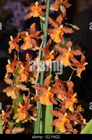 Colmanara (Oncistele) Catatante 'Pacific Sun Spot' incrocio tra Oncidium Sphacetante e Oncostele Wildcat Foto Stock