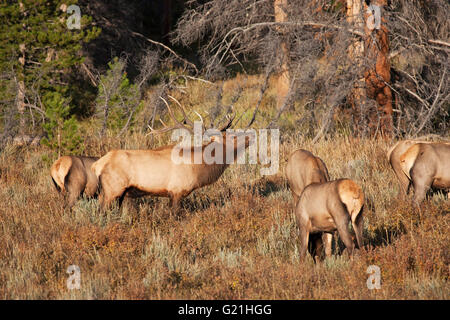 Rocky Mountain elk Cervus canadensis nelsoni chiamata maschio con le femmine durante la carreggiata ovest Horseshoe Park Rocky Mountain Nationa Foto Stock