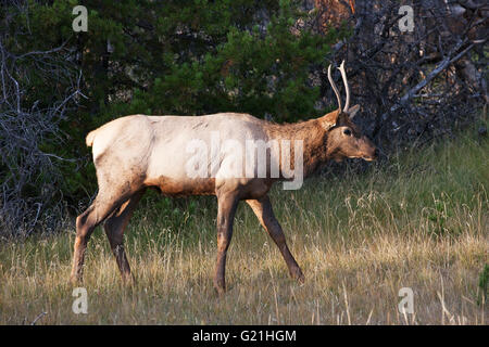 Rocky Mountain elk Cervus canadensis nelsoni giovane maschio nella prateria West Horseshoe Park Parco Nazionale delle Montagne Rocciose in Colorado U Foto Stock