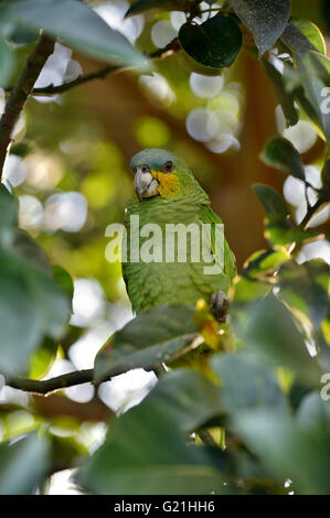 Blu-fronteggiata amazon (Amazon aestiva) seduta nella struttura ad albero, la foresta pluviale amazzonica vicino Rio Tapajos, Itaituba distretto, stato di Pará Foto Stock