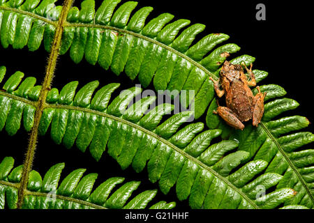 Rana Neotropical (Pristimantis bellator) Tapichalaca riserva naturale, Andino cloud forest, Ecuador Foto Stock