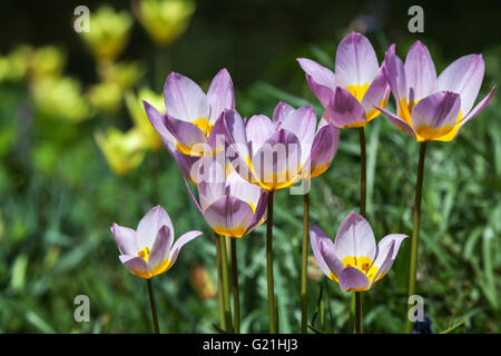 Viola e tulipani gialli, Tulipa saxatilis, Tulipano selvatico, Baden-Württemberg, Germania Foto Stock