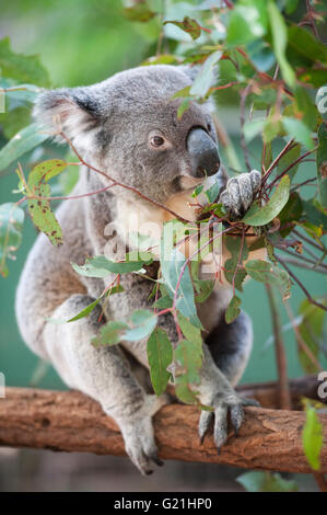 Koala (phascolarctos cinereous) mangiare le foglie, Lone Pine Koala Sanctuary, Brisbane, Queensland, Australia Foto Stock