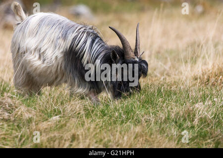 Feral alimentazione di capra su terreni erbosi Strathdearn Highland Regione Scozia UK Foto Stock