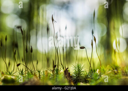 Moss, capsule di spore sul suolo della foresta, Grafenau, Freyung-Grafenau, Foresta Bavarese, Bassa Baviera, Germania Foto Stock