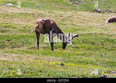 Rocky Mountain elk Cervus elaphus bull in velluto sulle colline vicino a Medicine Bow curva Trail Ridge Road Rocky Mountain National P Foto Stock