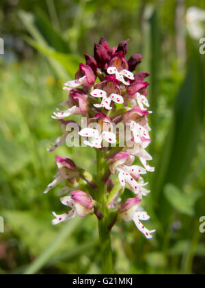 Bruciato-punta orchid, orchis ustulata Foto Stock