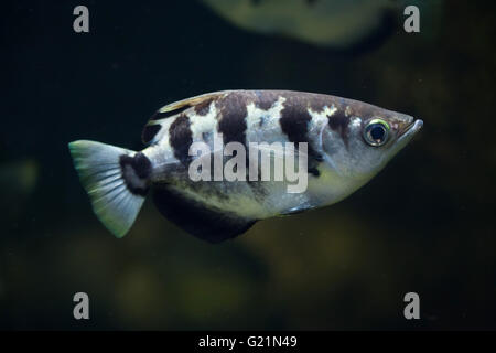 Nastrare archerfish (Toxotes jaculatrix), noto anche come il filatore pesce presso lo Zoo di Praga, Repubblica Ceca. Foto Stock