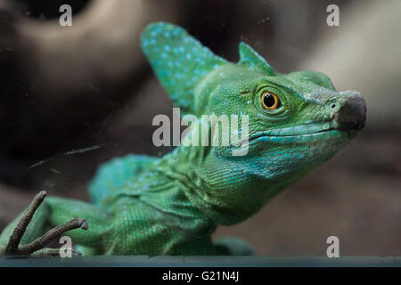 Basilisk piumati (Basiliscus plumifrons), noto anche come il verde basilisk presso lo Zoo di Praga, Repubblica Ceca. Foto Stock