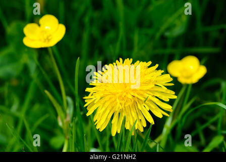 Giallo comune tarassaco (Taraxacum officinale) crescente tra renoncules ed erba a inizio estate nel West Sussex, Regno Unito. Foto Stock