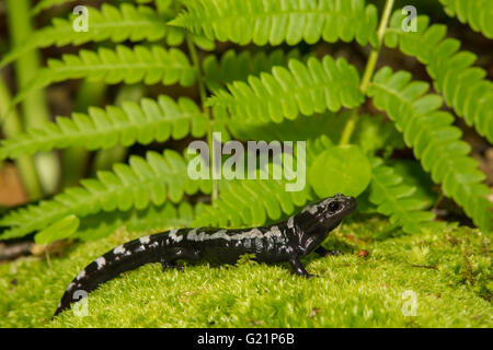 Salamandra in marmo Foto Stock