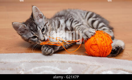 Curili Bobtail cat gioca con una palla di filo grigio. Thoroughbred cat. Carino e divertente gattino. Il Pet. Foto Stock