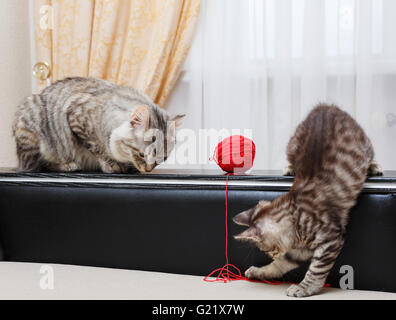 Curili Bobtail gatti. Mama cat guardando gattino. Sfera di filato. Thoroughbred cat. Carino e divertente gattino. Il Pet. Foto Stock