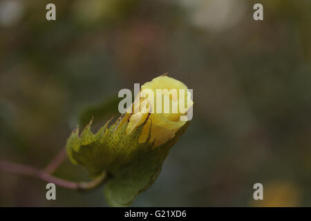 Albero di cotone Gossypium barbadense, in fiore con fiori gialli in primavera Foto Stock