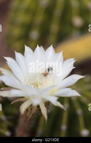 Honeybee, Apis mellifera, raccoglie il polline di un fiore nel sud della California, Stati Uniti. Foto Stock