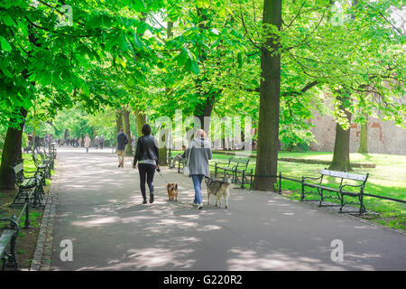 Persone che camminano cane, vista posteriore su una tarda mattinata di primavera di due donne che camminano con i loro cani nel Parco Planty a Cracovia, Polonia. Foto Stock