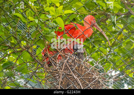 Scarlet Ibis (eudocimus ruber) Allevamento in cattività Belem Brasile Foto Stock