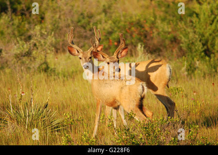 Due Mule Deer bucks in velluto fotografato con la mattina presto illuminazione anteriore in western North Dakota Foto Stock