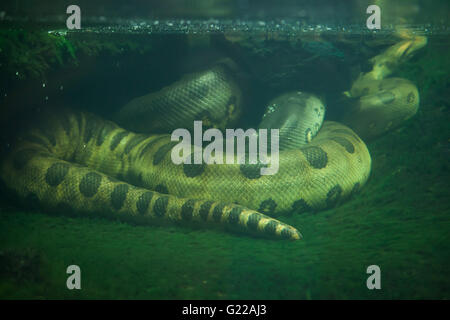 Anaconda verde (Eunectes murinus) presso lo Zoo di Praga, Repubblica Ceca. Foto Stock