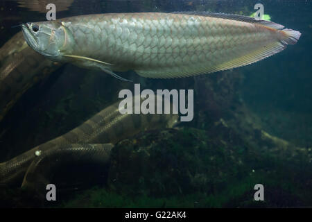 Argento (arowana Osteoglossum bicirrhosum) e verde Anaconda (Eunectes murinus) presso lo Zoo di Praga, Repubblica Ceca. Foto Stock