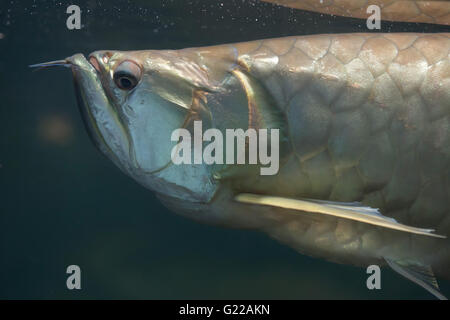 Argento (arowana Osteoglossum bicirrhosum) presso lo Zoo di Praga, Repubblica Ceca. Foto Stock