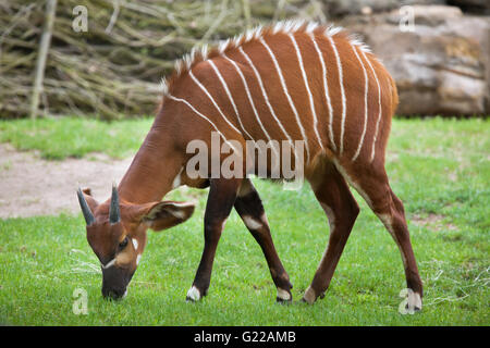 Eastern bongo (Tragelaphus eurycerus isaaci), noto anche come la montagna bongo presso lo Zoo di Praga, Repubblica Ceca. Foto Stock