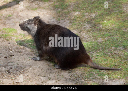 Desmarest's hutia (Capromys pilorides), noto anche come il cubano hutia presso lo Zoo di Praga, Repubblica Ceca. Foto Stock